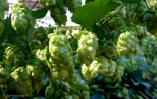 Weibliche Bl&uuml;tenst&auml;nde des Hopfens