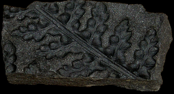 Lepidodendron (Foto: Paul Gobillot)