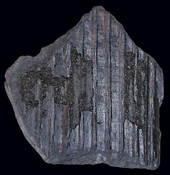 Sigillaria (Foto: Paul Gobillot)