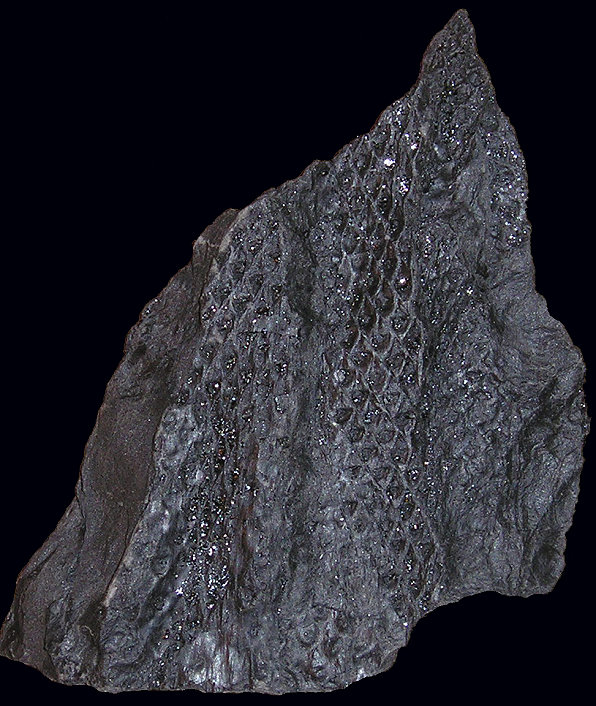 Lepidodendron (Foto: Paul Gobillot)