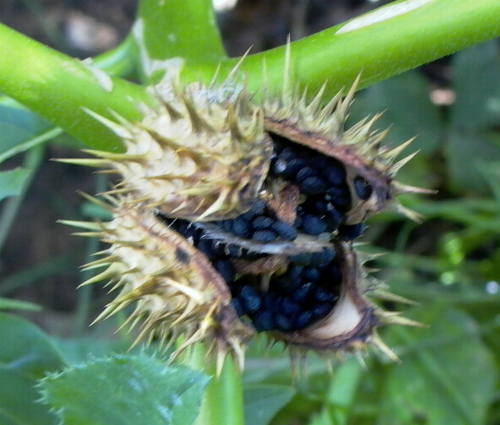 Datura stramonium