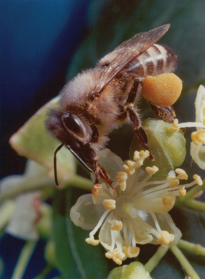 Honigbiene (Apis mellifera) auf einer Efeubl&uuml;te
